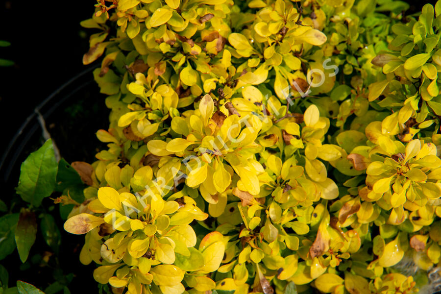 Dřišťál Thunbergův 'Golden Nugget' - Berberis thunbergii 'Golden Nugget'