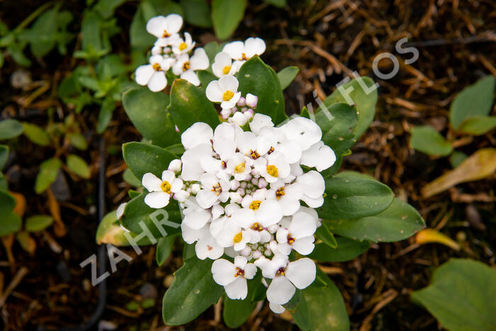 Iberka 'Masterpiece' - Iberis sempervirens 'Masterpiece'