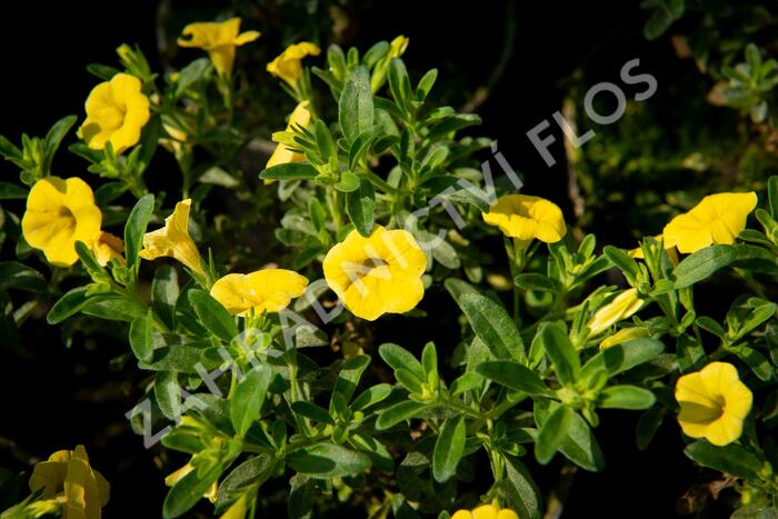 Minipetúnie, Million Bells 'Sweetbells Deep Yellow' - Calibrachoa hybrida 'Sweetbells Deep Yellow'