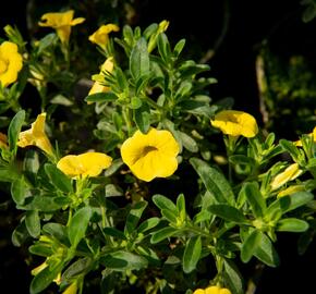 Minipetúnie, Million Bells 'Sweetbells Deep Yellow' - Calibrachoa hybrida 'Sweetbells Deep Yellow'