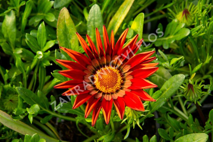 Gazánie zářivá 'Impressa Red with Ring' - Gazania rigens 'Impressa Red with Ring'