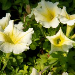 Petúnie 'Sweet Pleasure Yellow' - Petunia hybrida 'Sweet Pleasure Yellow'