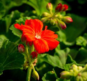 Muškát, pelargonie páskatá klasická 'Dark Red' - Pelargonium zonale 'Dark Red'