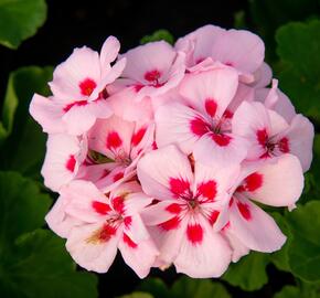 Muškát, pelargonie páskatá klasická 'Pink Rose' - Pelargonium zonale 'Pink Rose'