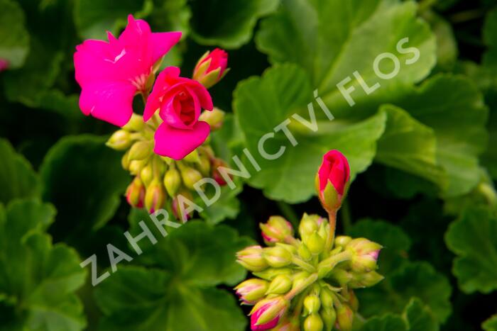 Muškát, pelargonie páskatá klasická 'Soft Pink' - Pelargonium zonale 'Soft Pink'