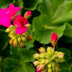 Muškát, pelargonie páskatá klasická 'Soft Pink' - Pelargonium zonale 'Soft Pink'