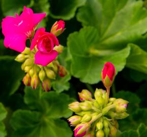 Muškát, pelargonie páskatá klasická 'Soft Pink' - Pelargonium zonale 'Soft Pink'