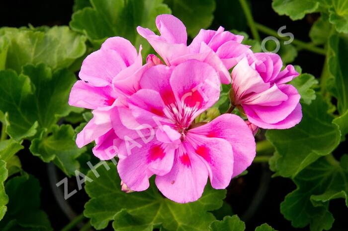 Muškát, pelargonie páskatá klasická 'Mauve' - Pelargonium zonale 'Mauve'