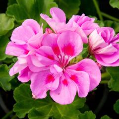 Muškát, pelargonie páskatá klasická 'Mauve' - Pelargonium zonale 'Mauve'