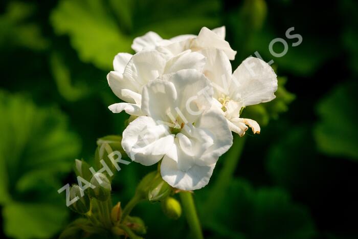 Muškát, pelargonie páskatá klasická 'White' - Pelargonium zonale 'White'