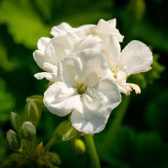 Muškát, pelargonie páskatá klasická 'White' - Pelargonium zonale 'White'