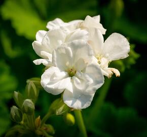 Muškát, pelargonie páskatá klasická 'White' - Pelargonium zonale 'White'