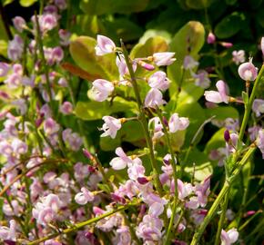 Čilimník 'Moyclare Pink' - Cytisus 'Moyclare Pink'