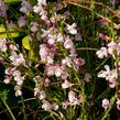 Čilimník 'Moyclare Pink' - Cytisus 'Moyclare Pink'