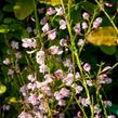 Čilimník 'Moyclare Pink' - Cytisus 'Moyclare Pink'