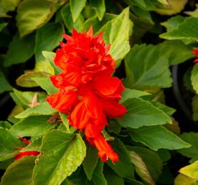 Šalvěj zářivá 'Unica Red' - Salvia splendens 'Unica Red'