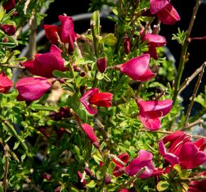 Čilimník 'Burkwoodii' - Cytisus 'Burkwoodii'