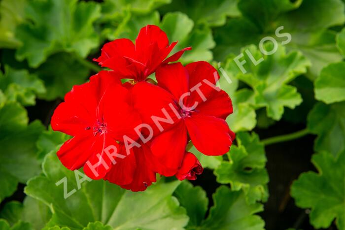 Muškát, pelargonie půdopokryvná plnokvětá 'Calliope Dark Red' - Pelargonium hybridum 'Calliope Dark Red'