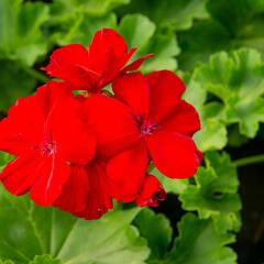 Muškát, pelargonie půdopokryvná plnokvětá 'Calliope Dark Red' - Pelargonium hybridum 'Calliope Dark Red'