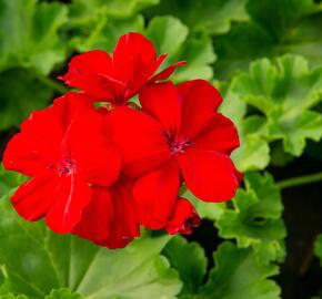 Muškát, pelargonie půdopokryvná plnokvětá 'Calliope Dark Red' - Pelargonium hybridum 'Calliope Dark Red'