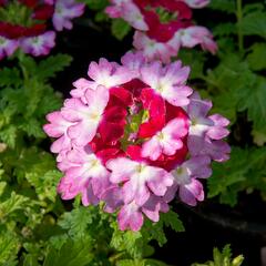 Verbena, sporýš 'Vanessa Bicolor Pink' - Verbena hybrida 'Vanessa Bicolor Pink'