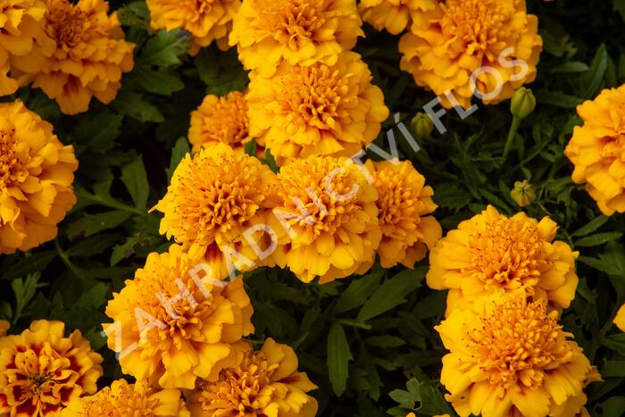 Aksamitník rozkladitý, afrikán 'Texana Yellow Fire' - Tagetes patula 'Texana Yellow Fire'