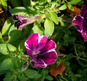 Petúnie 'Sweetunia Miss Marvelous' - Petunia hybrida 'Sweetunia Miss Marvelous'