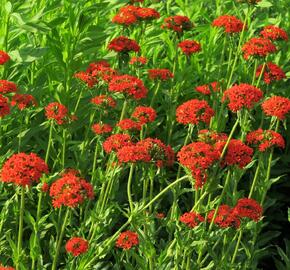 Kohoutek chalcedonský - Lychnis chalcedonica