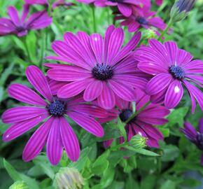 Dvoutvárka 'Erato Basket Purple' - Osteospermum ecklonis 'Erato Basket Purple'