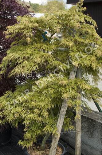 Javor dlanitolistý 'Dissectum Viridis' - Acer palmatum 'Dissectum Viridis'