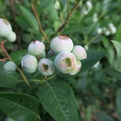 Borůvka chocholičnatá, kanadská borůvka 'Brigitta Blue' - Vaccinium corymbosum 'Brigitta Blue'