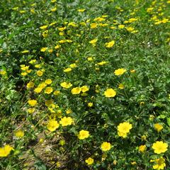 Mochna alpská - Potentilla crantzii