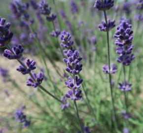 Levandule úzkolistá 'Blue Scent Early' - Lavandula angustifolia 'Blue Scent Early'