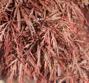 Javor dlanitolistý 'Dissectum Garnet' - Acer palmatum 'Dissectum Garnet'