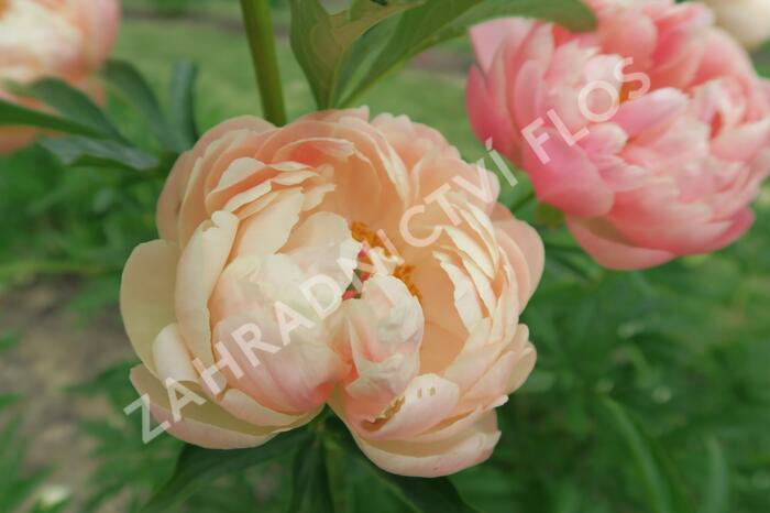 Pivoňka bělokvětá 'Coral Charm' - Paeonia lactiflora 'Coral Charm'