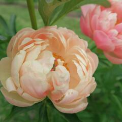 Pivoňka bělokvětá 'Coral Charm' - Paeonia lactiflora 'Coral Charm'