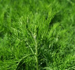 Pelyněk bílý 'Cola' - Artemisia alba 'Cola'