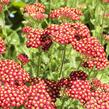 Řebříček obecný 'Desert Eve Red' - Achillea millefolium 'Desert Eve Red'