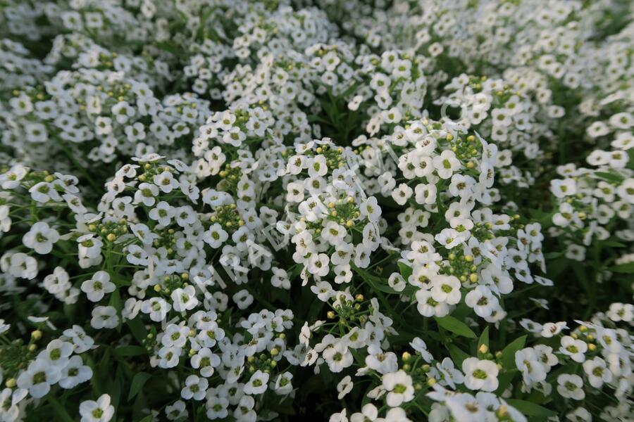 Tařicovka přímořská 'Lucia White' - Lobularia maritima 'Lucia White'