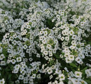 Tařicovka přímořská 'Lucia White' - Lobularia maritima 'Lucia White'