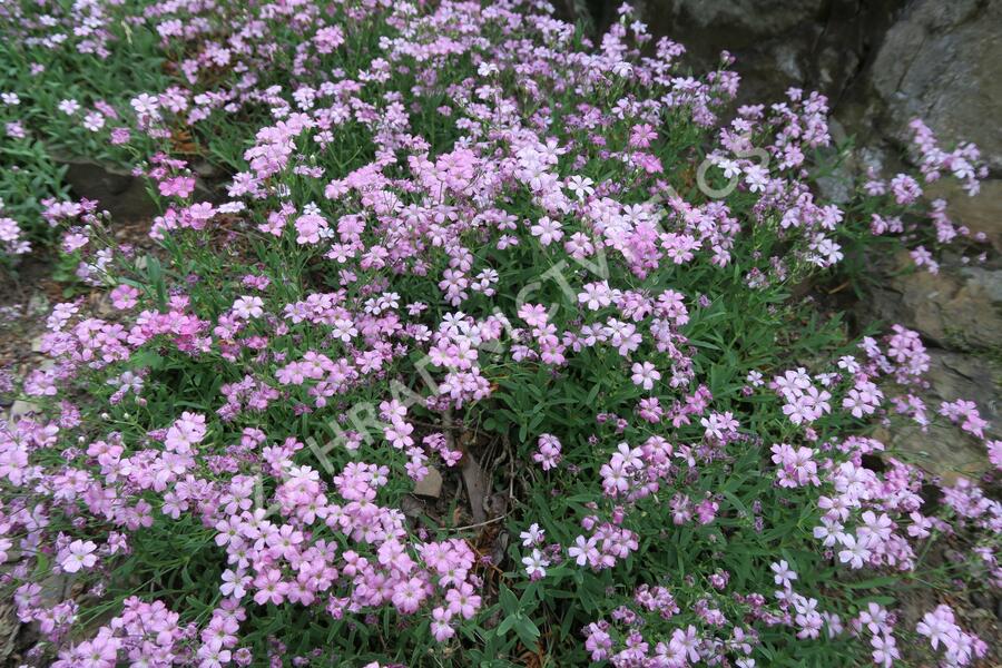 Šater plazivý - Gypsophila repens