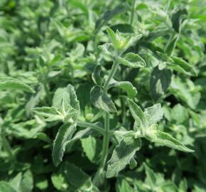 Máta dlouholistá 'Gine' - Mentha longifolia 'Gine'