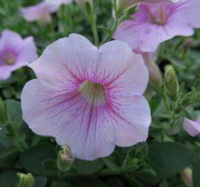 Petúnie 'Sweet Pleasure Patio Cherry Vein' - Petunia hybrida 'Sweet Pleasure Patio Cherry Vein'