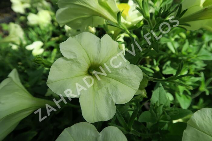 Petúnie 'Pegasus Patio Lemon' - Petunia hybrida 'Pegasus Patio Lemon'