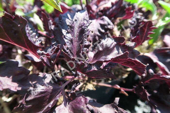 Bazalka pravá kadeřavá červenolistá - Ocimum basilicum 'Crispa Red'