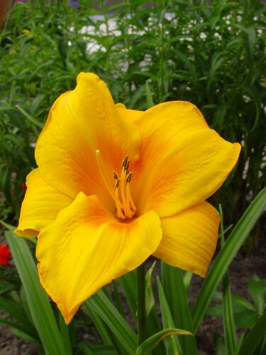 Denivka 'Chicago Sunrise' - Hemerocallis 'Chicago Sunrise'