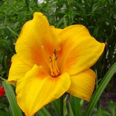 Denivka 'Chicago Sunrise' - Hemerocallis 'Chicago Sunrise'