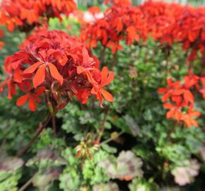 Muškát, pelargonie páskatá 'Miluška' - Pelargonium zonale 'Miluška'