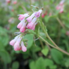 Kostival 'Hidcote Pink' - Symphytum grandiflorum 'Hidcote Pink'