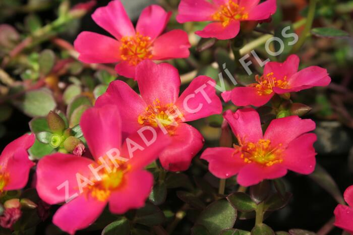 Šrucha 'Rose' - Portulaca umbraticola Imagine 'Rose'